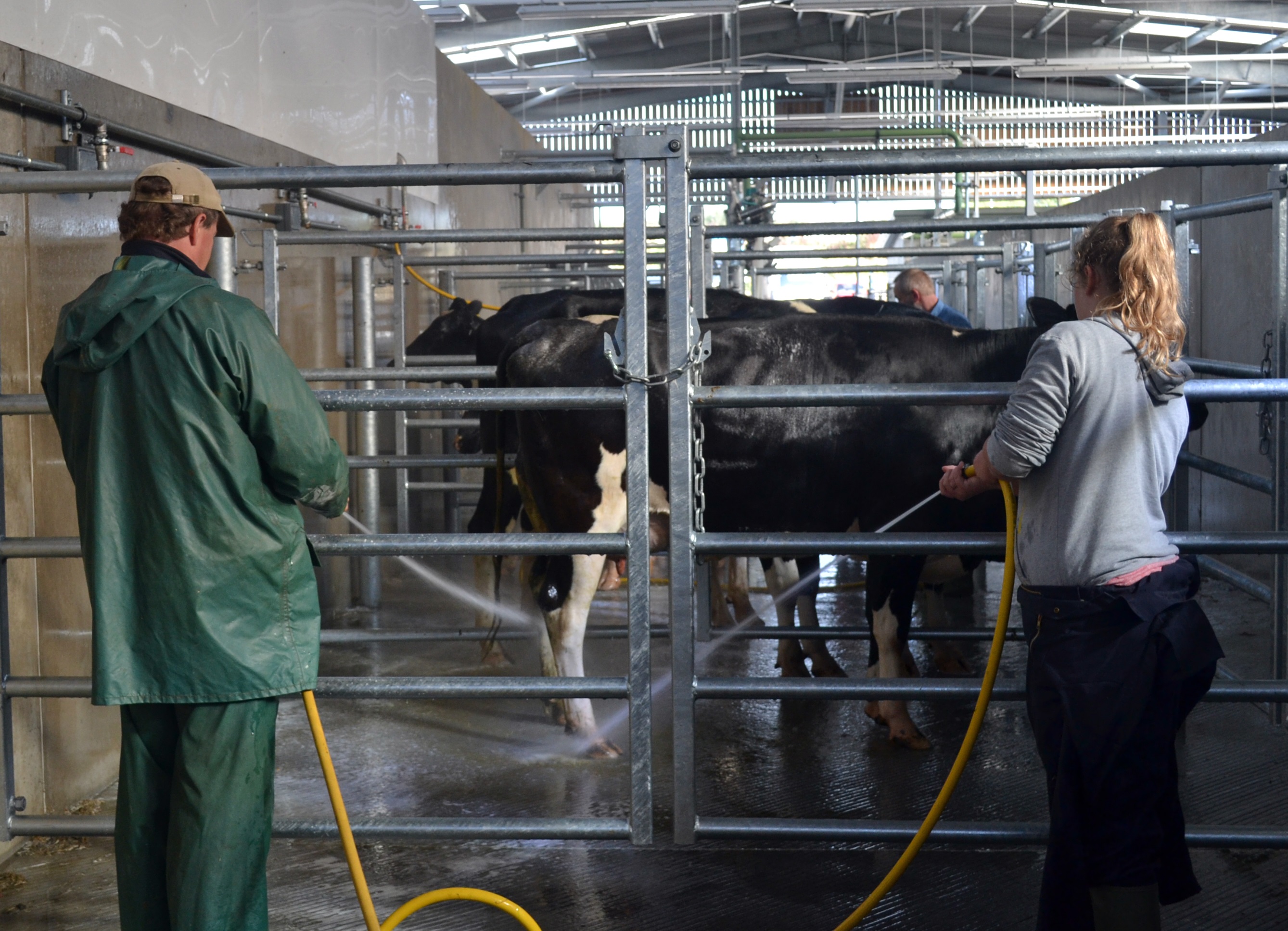 Staff cow washing at Holsworthy Livestock Market
